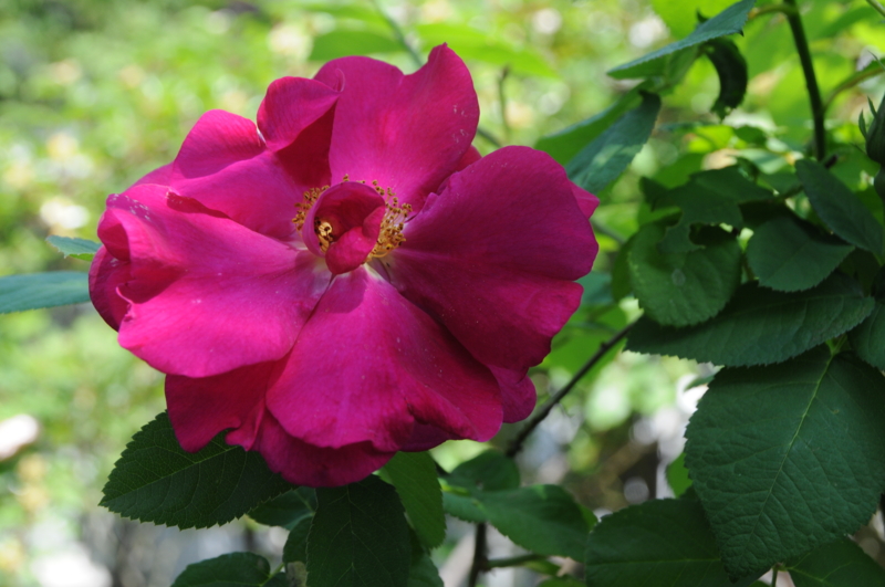 f:id:LAVANDNOUS:20150508213221j:image:w360 f:id:LAVANDNOUS:20150508213221j:image:w360