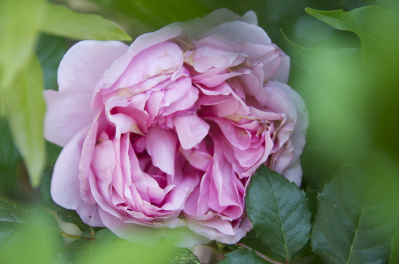 f:id:LAVANDNOUS:20150508220213j:image:w360 f:id:LAVANDNOUS:20150508220213j:image:w360