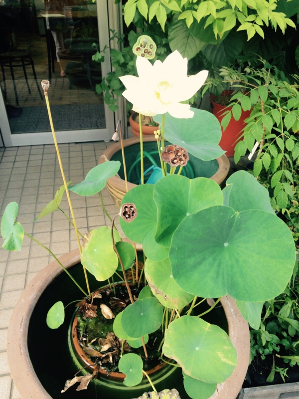 白蓮の花 2 季 Toki の香り日記 白蓮の花 2 季 Toki の香り日記