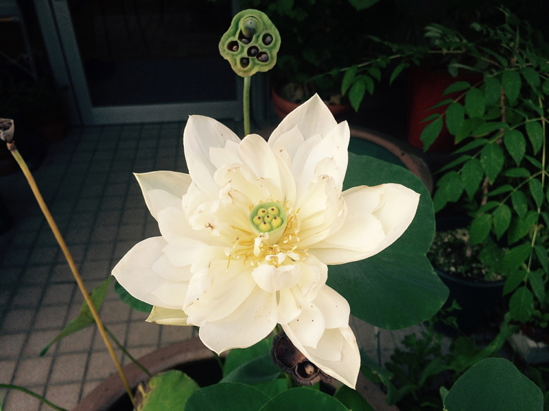 白蓮の花 2 季 Toki の香り日記 白蓮の花 2 季 Toki の香り日記