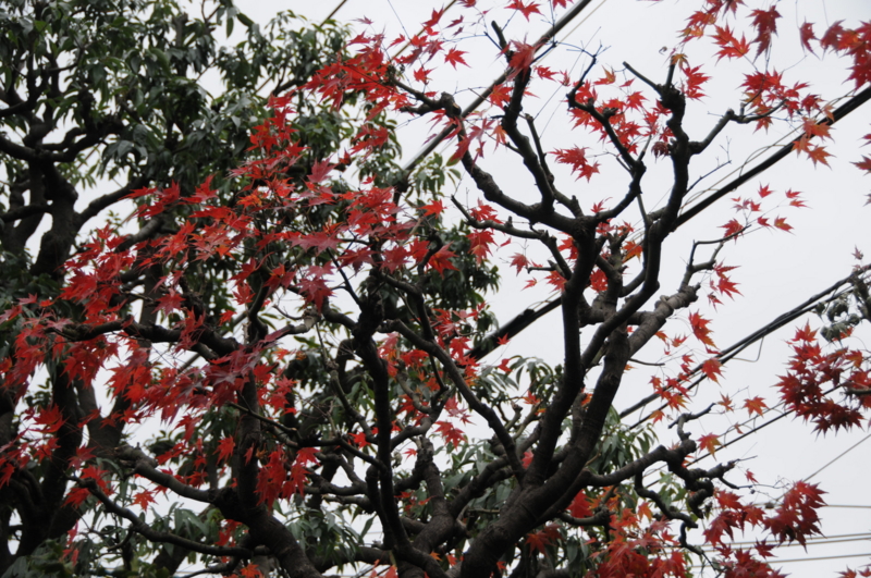 f:id:LAVANDNOUS:20151206213055j:image:w360 f:id:LAVANDNOUS:20151206213055j:image:w360