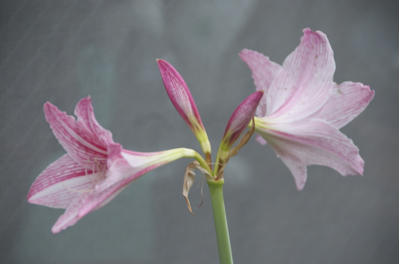 f:id:LAVANDNOUS:20151206213105j:image:w360 f:id:LAVANDNOUS:20151206213105j:image:w360