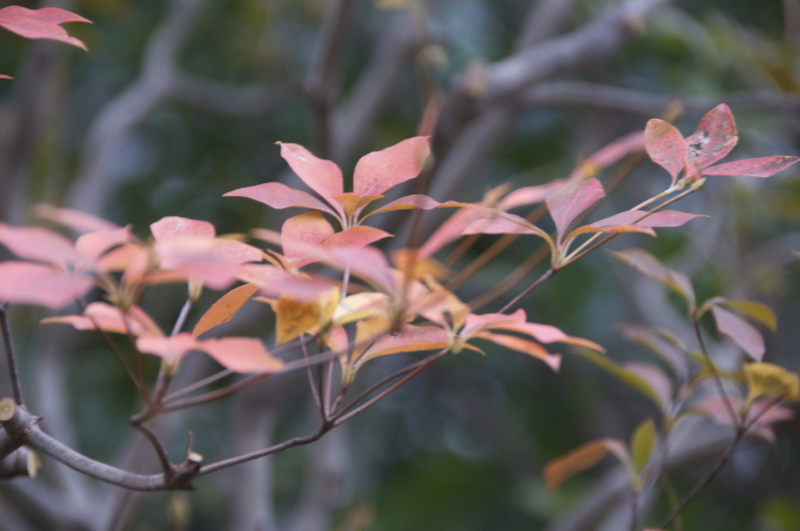 f:id:LAVANDNOUS:20151206213205j:image:w360 f:id:LAVANDNOUS:20151206213205j:image:w360