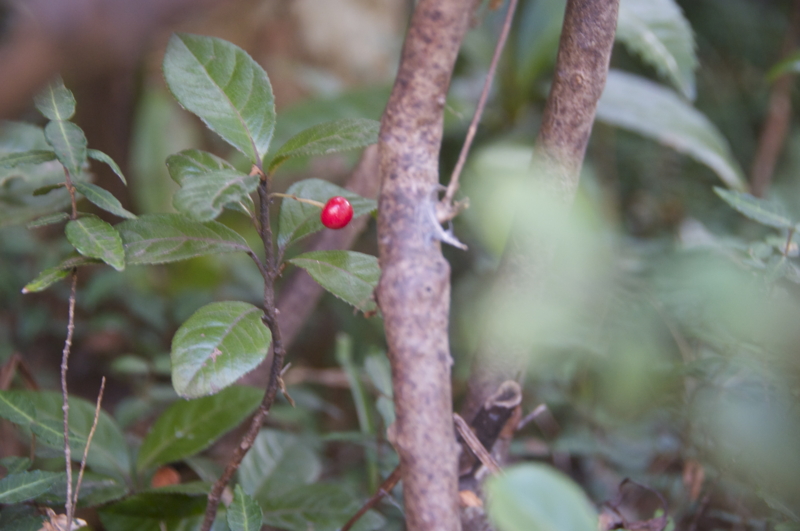 f:id:LAVANDNOUS:20151209222446j:image:w360 f:id:LAVANDNOUS:20151209222446j:image:w360