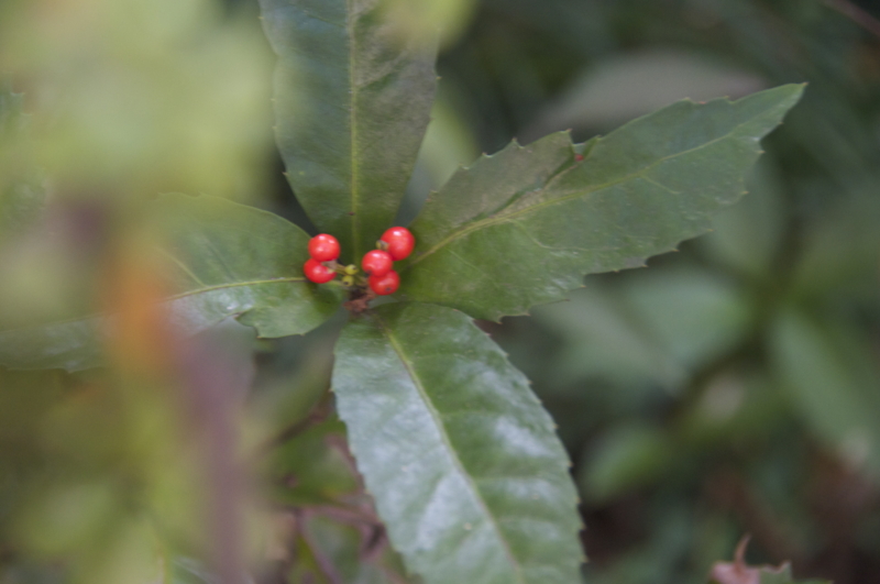 f:id:LAVANDNOUS:20151209222517j:image:w360 f:id:LAVANDNOUS:20151209222517j:image:w360