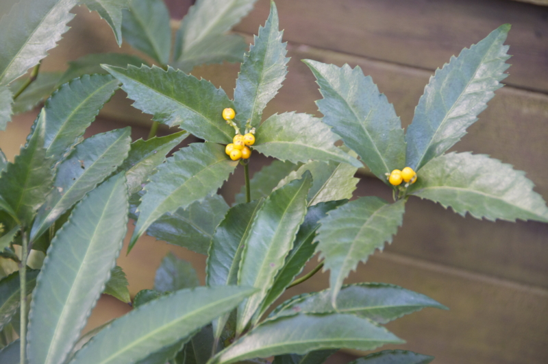 f:id:LAVANDNOUS:20151209222532j:image:w360 f:id:LAVANDNOUS:20151209222532j:image:w360