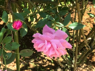 f:id:LAVANDNOUS:20170429120230j:image f:id:LAVANDNOUS:20170429120230j:image