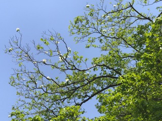 f:id:LAVANDNOUS:20170429124620j:image f:id:LAVANDNOUS:20170429124620j:image