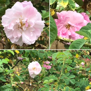 f:id:LAVANDNOUS:20170526115640j:image f:id:LAVANDNOUS:20170526115640j:image