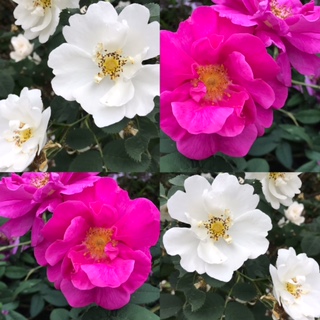 f:id:LAVANDNOUS:20170526133610j:image f:id:LAVANDNOUS:20170526133610j:image