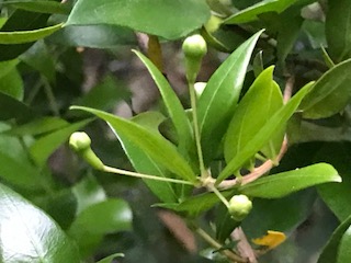 f:id:LAVANDNOUS:20170611180848j:image f:id:LAVANDNOUS:20170611180848j:image