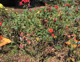 f:id:LAVANDNOUS:20170909100701j:image f:id:LAVANDNOUS:20170909100701j:image