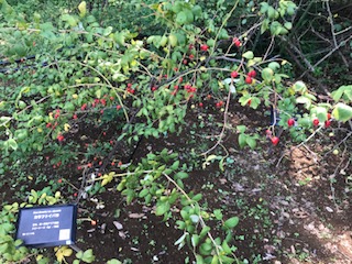 f:id:LAVANDNOUS:20170909105411j:image f:id:LAVANDNOUS:20170909105411j:image