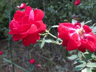 f:id:LAVANDNOUS:20170909105826j:image f:id:LAVANDNOUS:20170909105826j:image