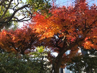 f:id:LAVANDNOUS:20171205082428j:image