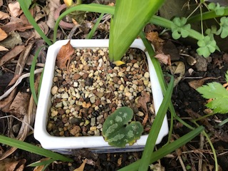 f:id:LAVANDNOUS:20171205082742j:image