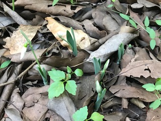 f:id:LAVANDNOUS:20171205083156j:image