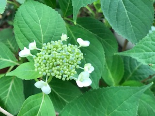 f:id:LAVANDNOUS:20180513092527j:image:w360