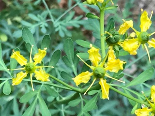 f:id:LAVANDNOUS:20180513092915j:image:w360