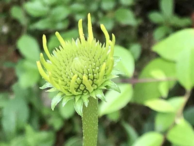 f:id:LAVANDNOUS:20180513093109j:image:w360