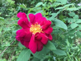 f:id:LAVANDNOUS:20180513093549j:image:w360