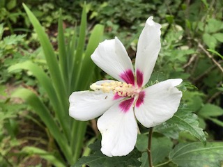 f:id:LAVANDNOUS:20180730094205j:image