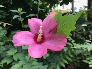 f:id:LAVANDNOUS:20180730094306j:image