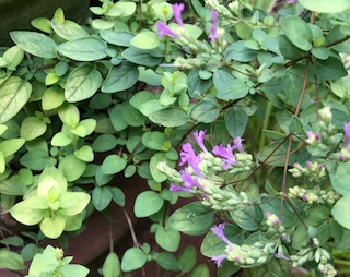 f:id:LAVANDNOUS:20180730094718j:image