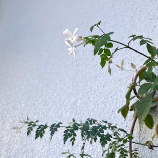 ジャスミンの花 - 季（toki）の香り日記