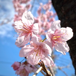 f:id:LAVANDNOUS:20210225122428j:plain