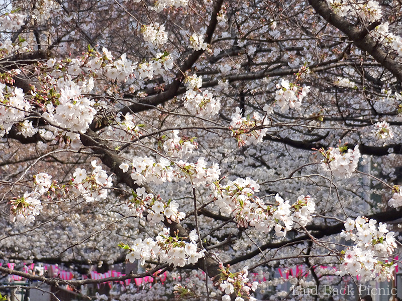 開花している桜の方が多く感じる