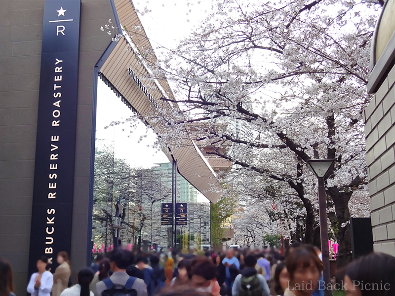 ガラス張りの店舗からも目黒川沿いの桜が見える