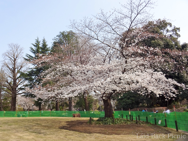 本数は少ないが、十分桜が楽しめる