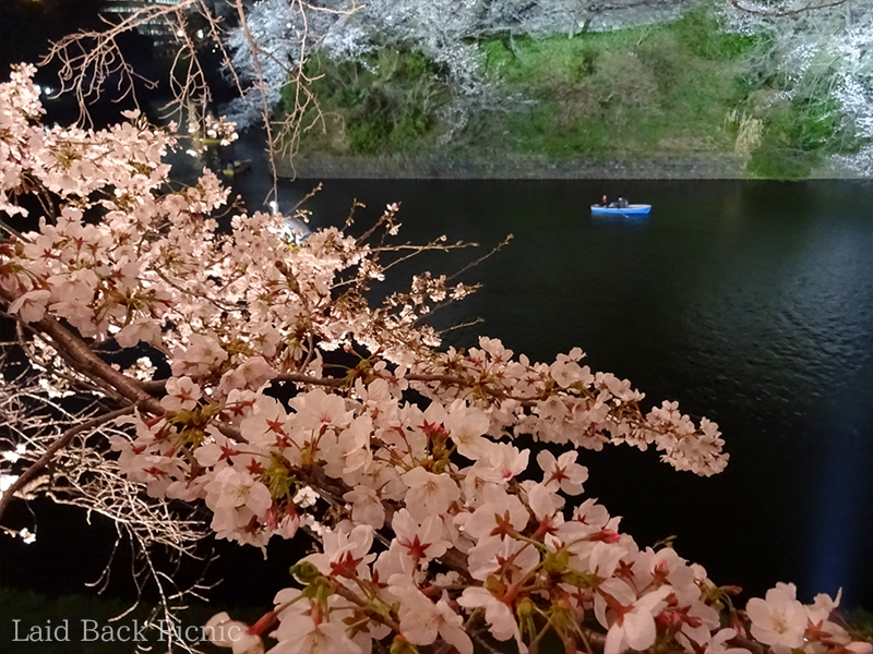夜桜の明るさと、お濠の暗さのコントラストが美しい