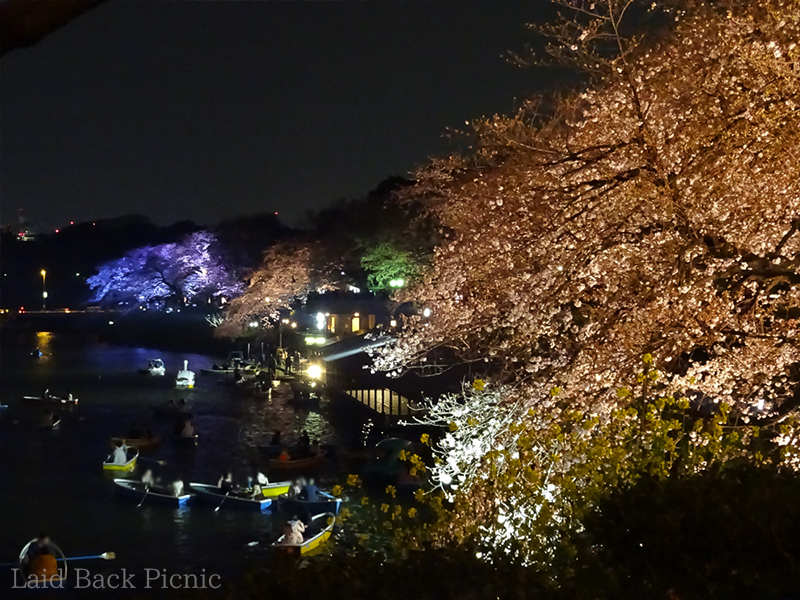 乗り場の明かりと、桜のピンク、菜の花の黄色