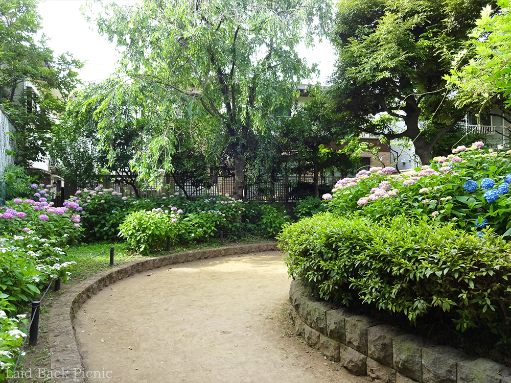 公園の方が紫陽花の開花は進んでいる