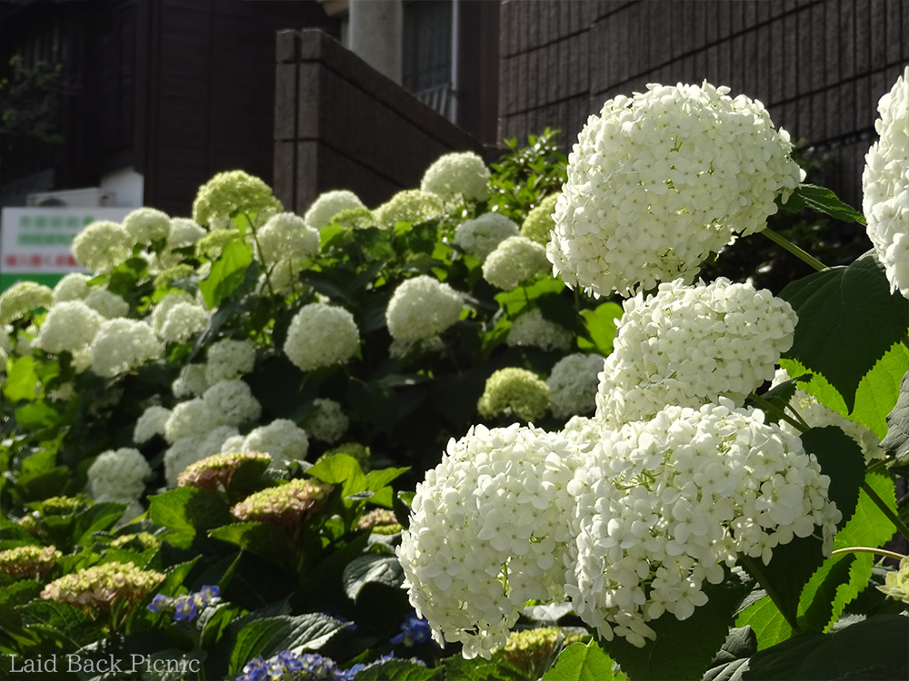 鳥居前はかなり開花が進んでいる