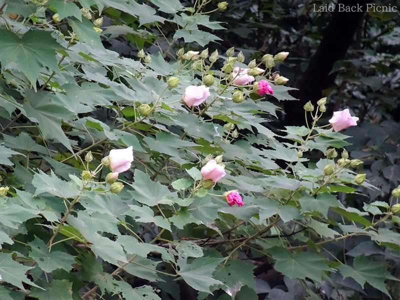 夕方で花は閉じてしまっていた