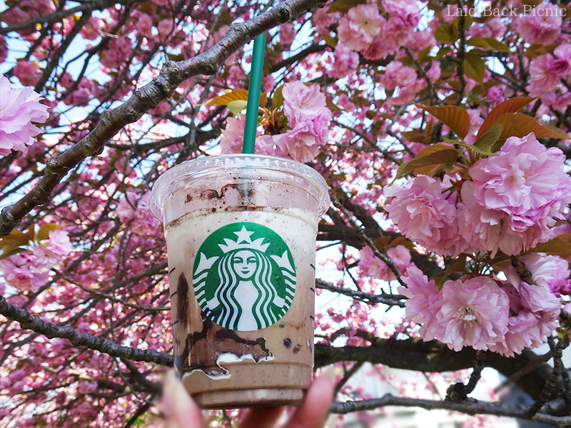 八重桜をバックにフラペチーノを楽しむ