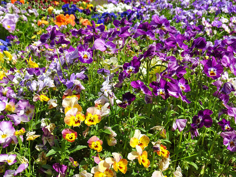 黄色や紫、オレンジなど華やかな花