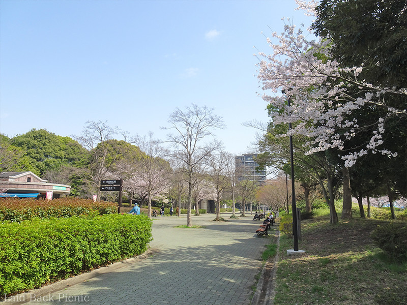 ベンチや桜がある