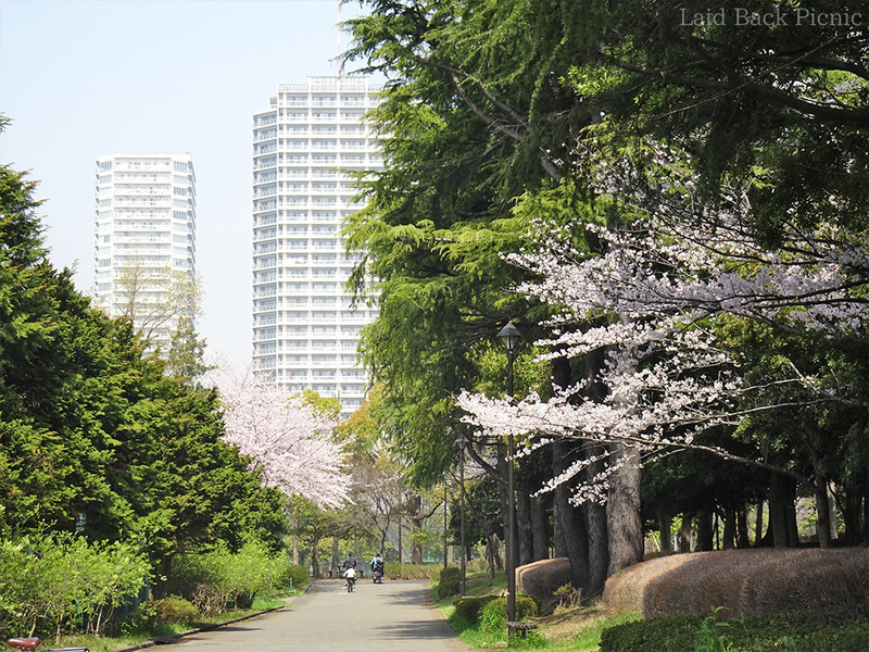 桜の奥に高層マンション