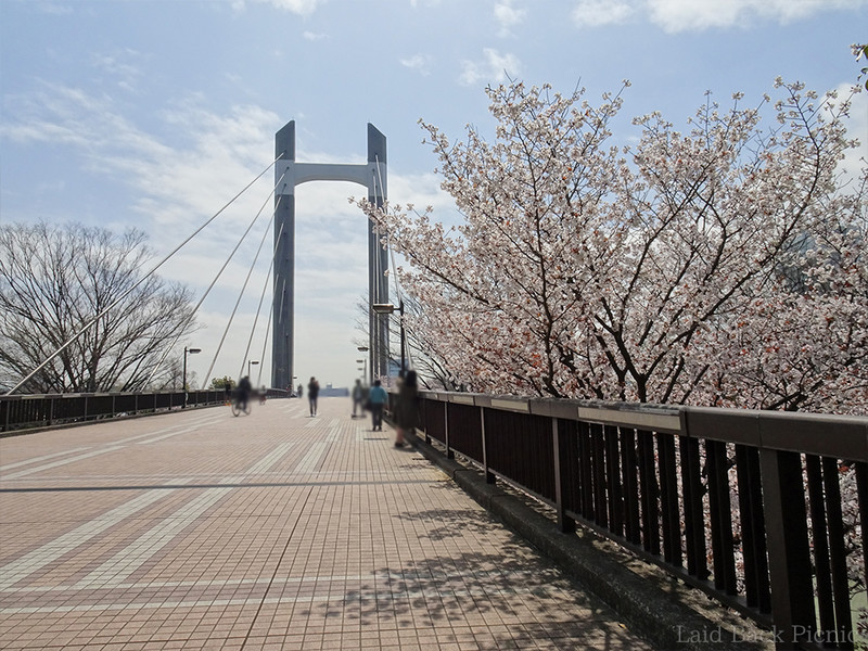 橋の横に桜が見える