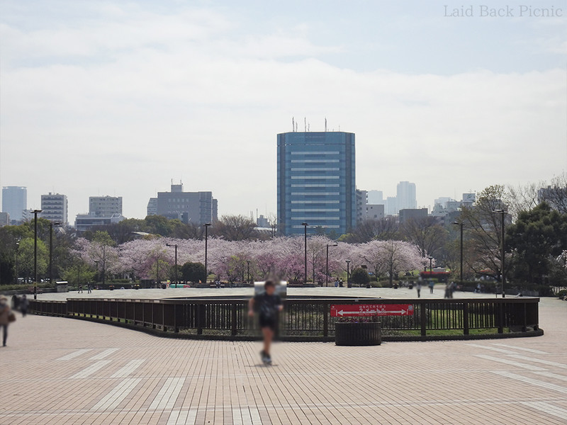 橋の向こうに桜の木がたくさん見える