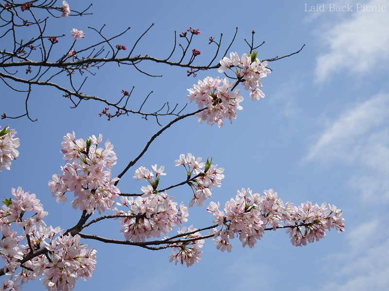 青空を背景にした満開の桜