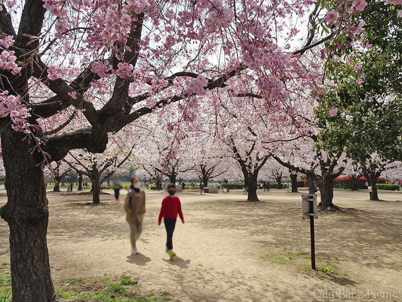 少し濃いピンク色のしだれ桜