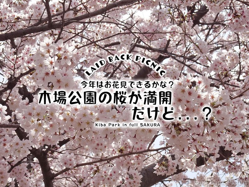 桜情報22 今年の木場公園はお花見できる 木場公園 木場 Laid Back Picnic