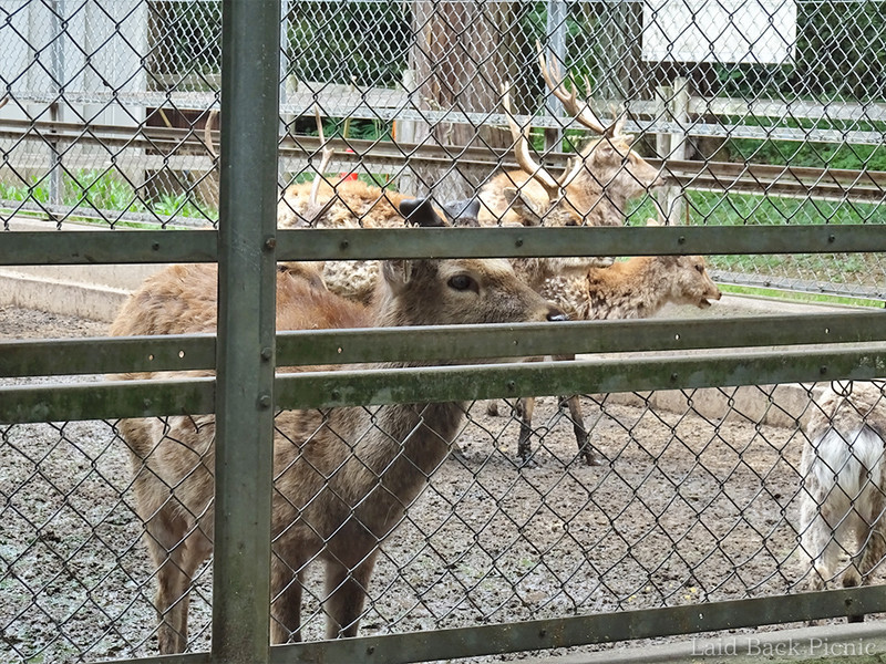 近くに行くと獣臭がするので鹿園だとすぐに分かる
