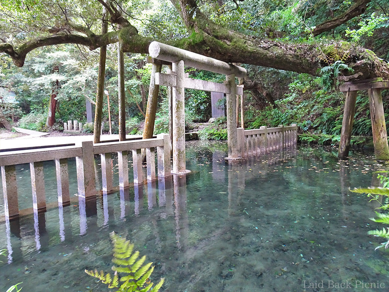 透明度の高い池の中央には鳥居がたっている