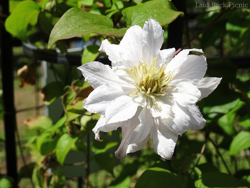 白く大ぶりな花びらが幾重にもかさなる